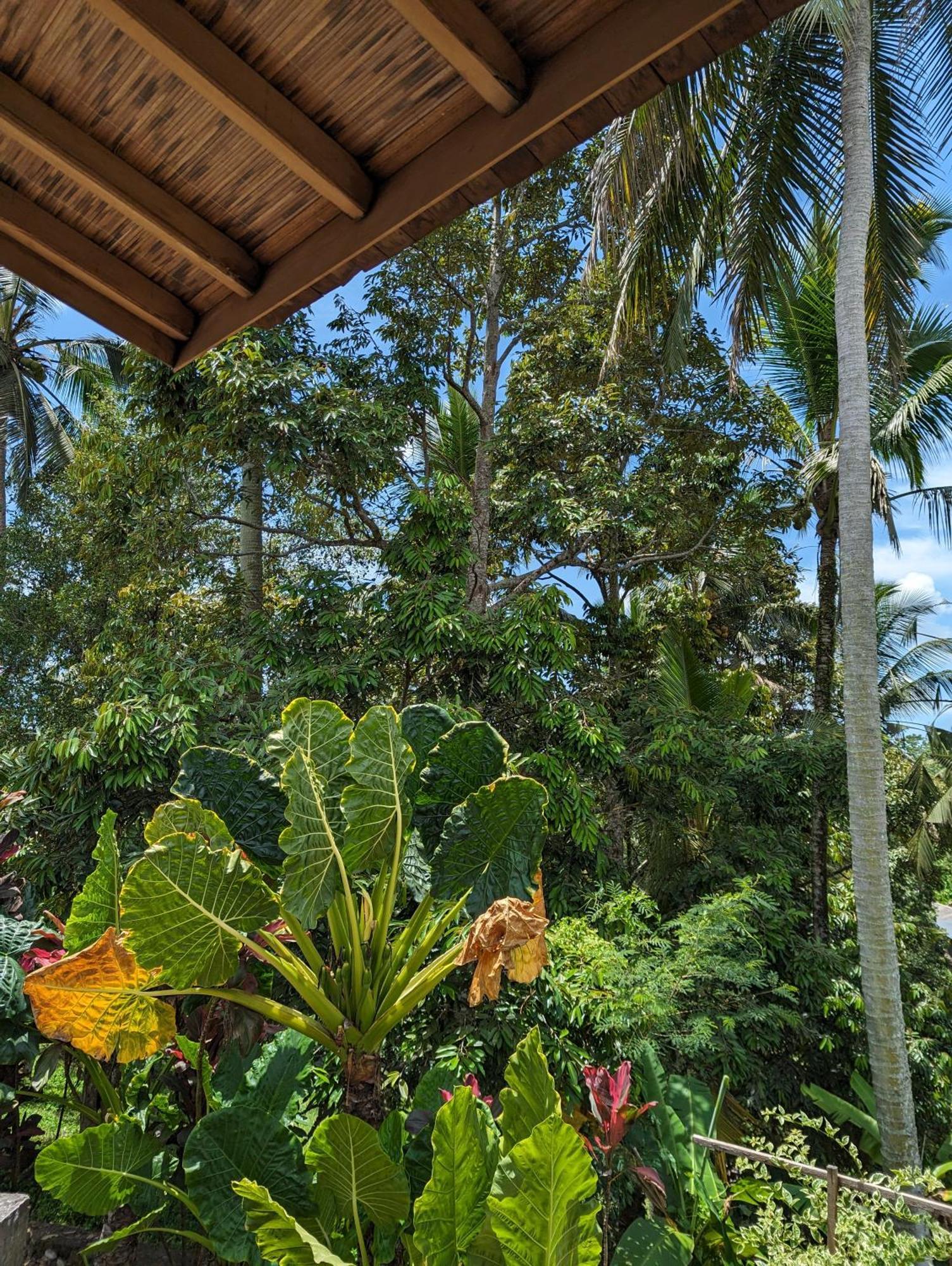 Puri Dajuma Terrace Eco Lodge & Spa Selemadeg  Exterior photo